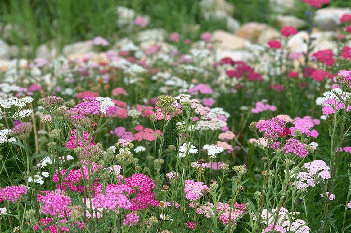 Flower Your Place BV