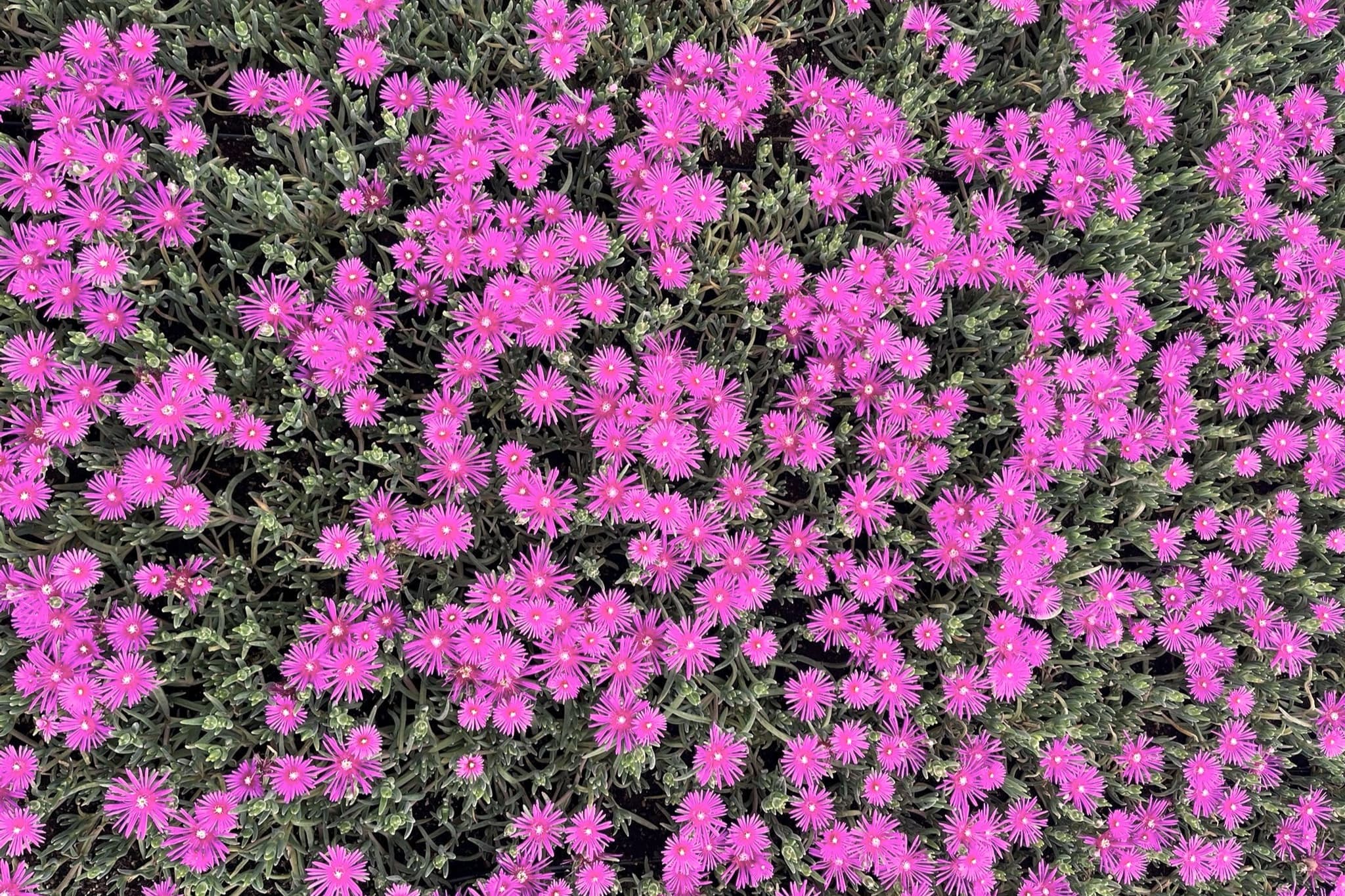 Nordest Prati s. s. Soc. Agr.