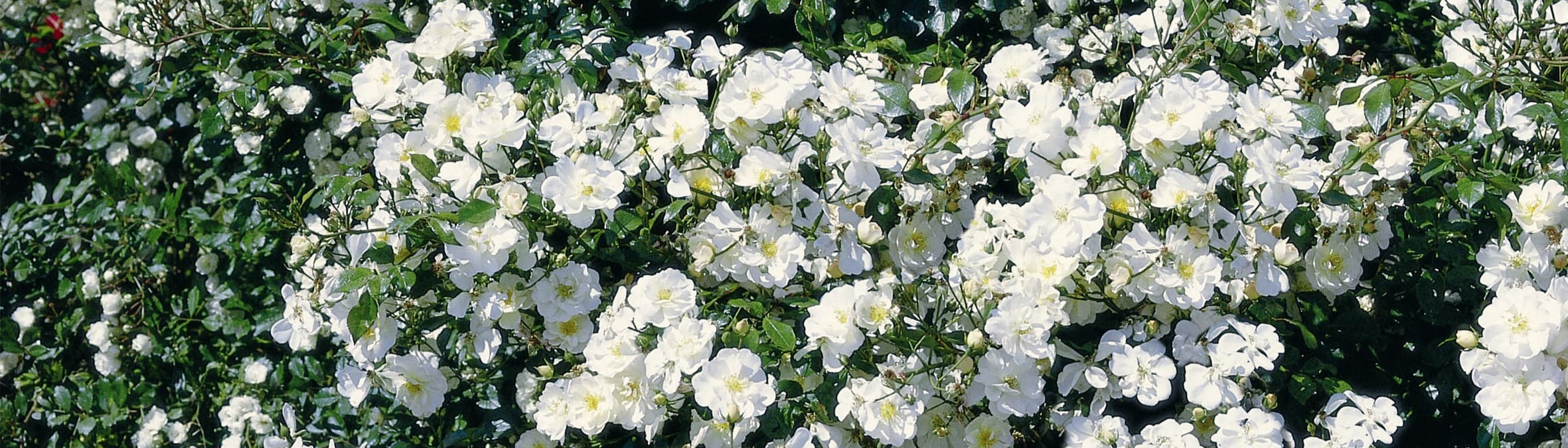 Rosen Tantau KG