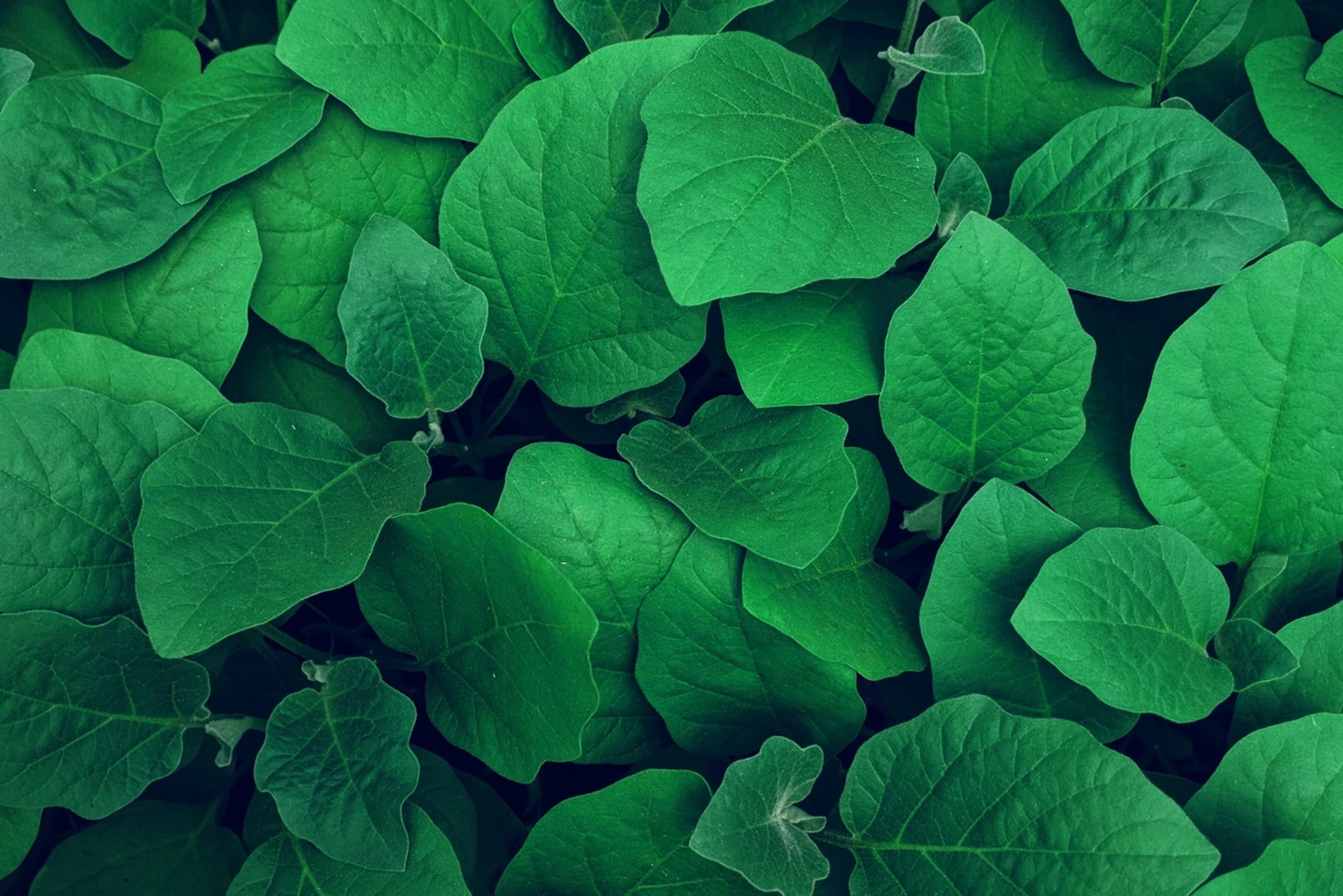 GreenLandscaping Deutschland GmbH