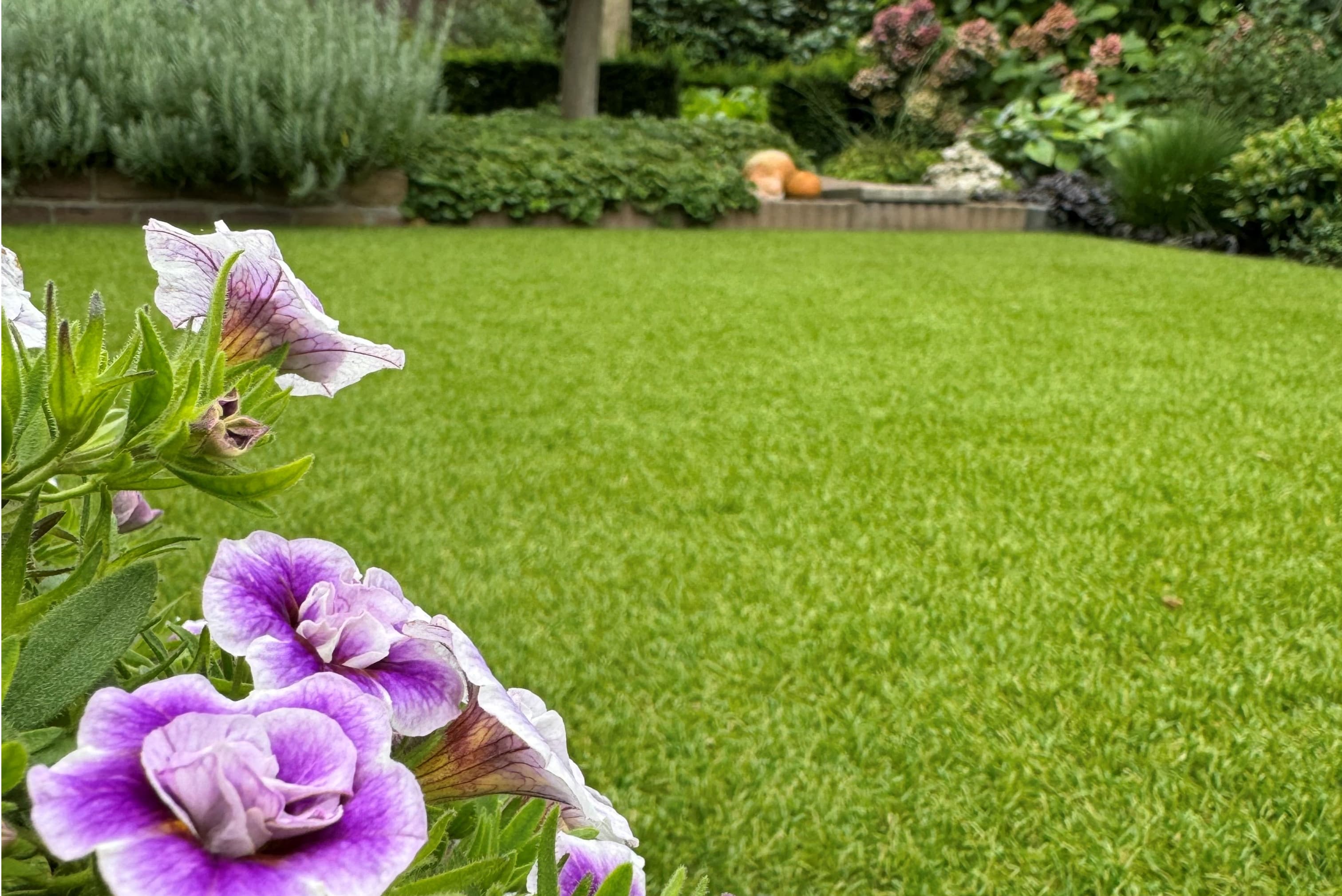 Royal Grass