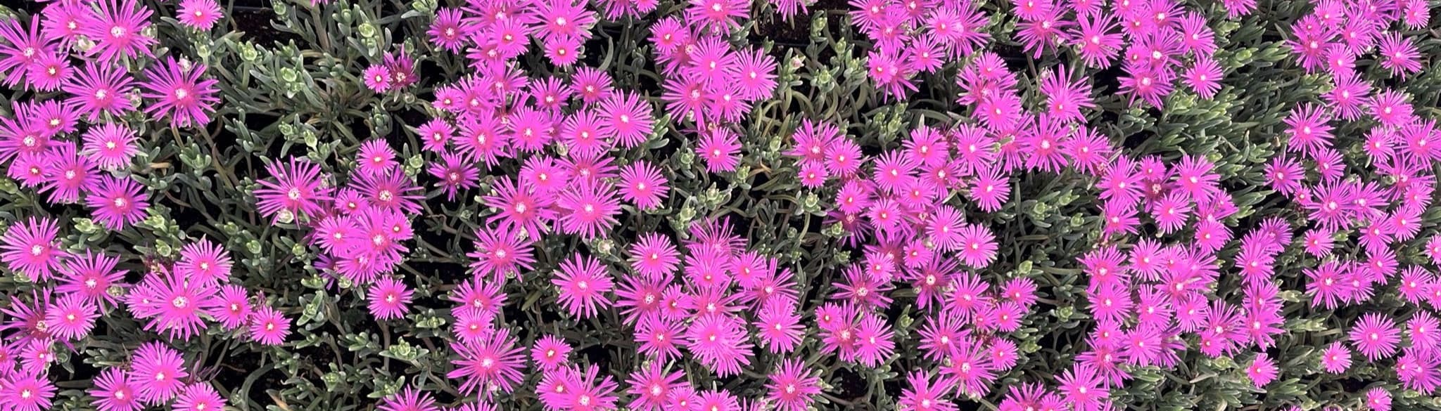 Nordest Prati s. s. Soc. Agr.