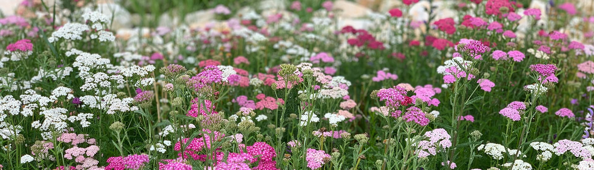 Flower Your Place BV