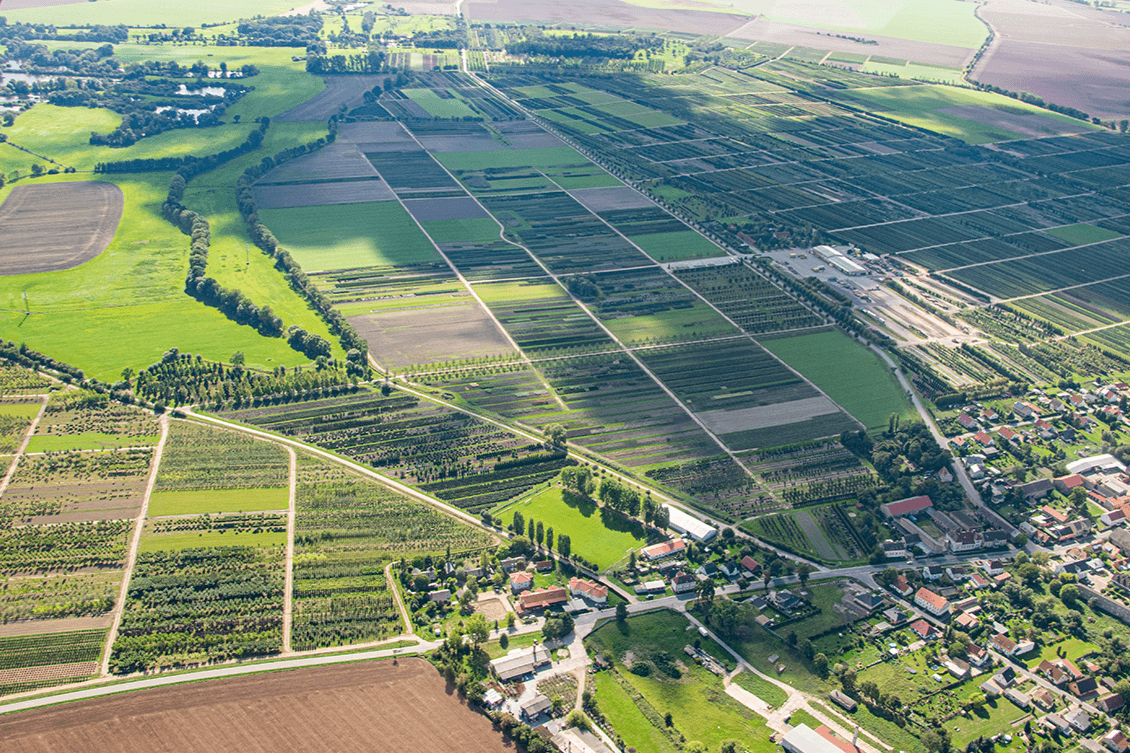 Lorberg Quality Plants