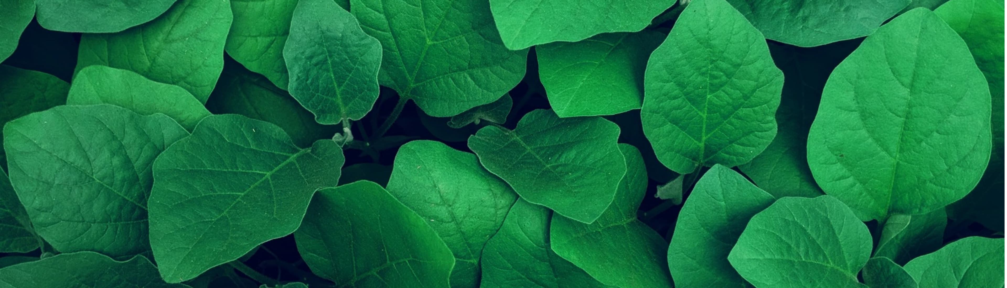 GreenLandscaping Deutschland GmbH