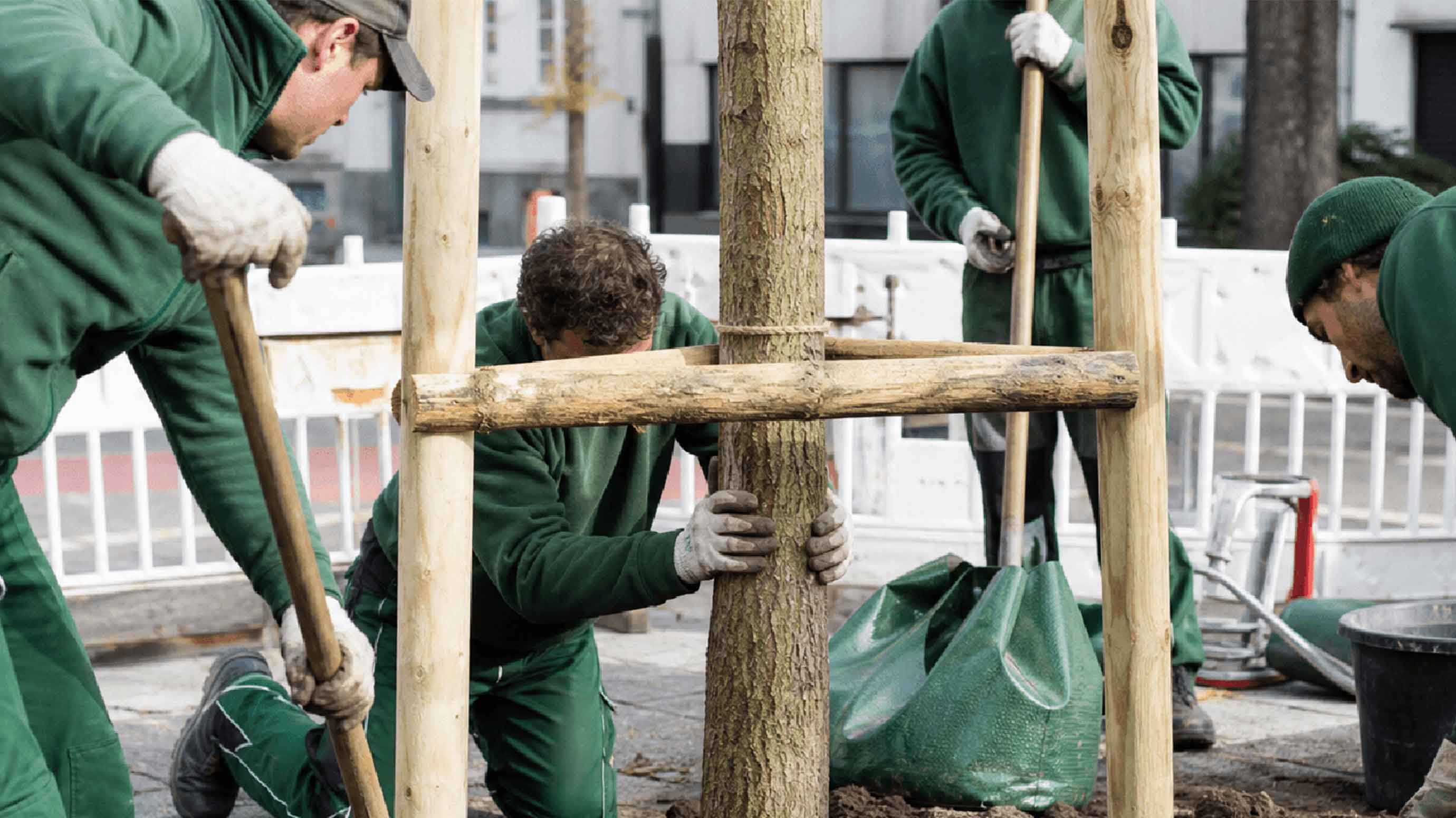 A tree being planted in an urban setting, a team supporting the trunk