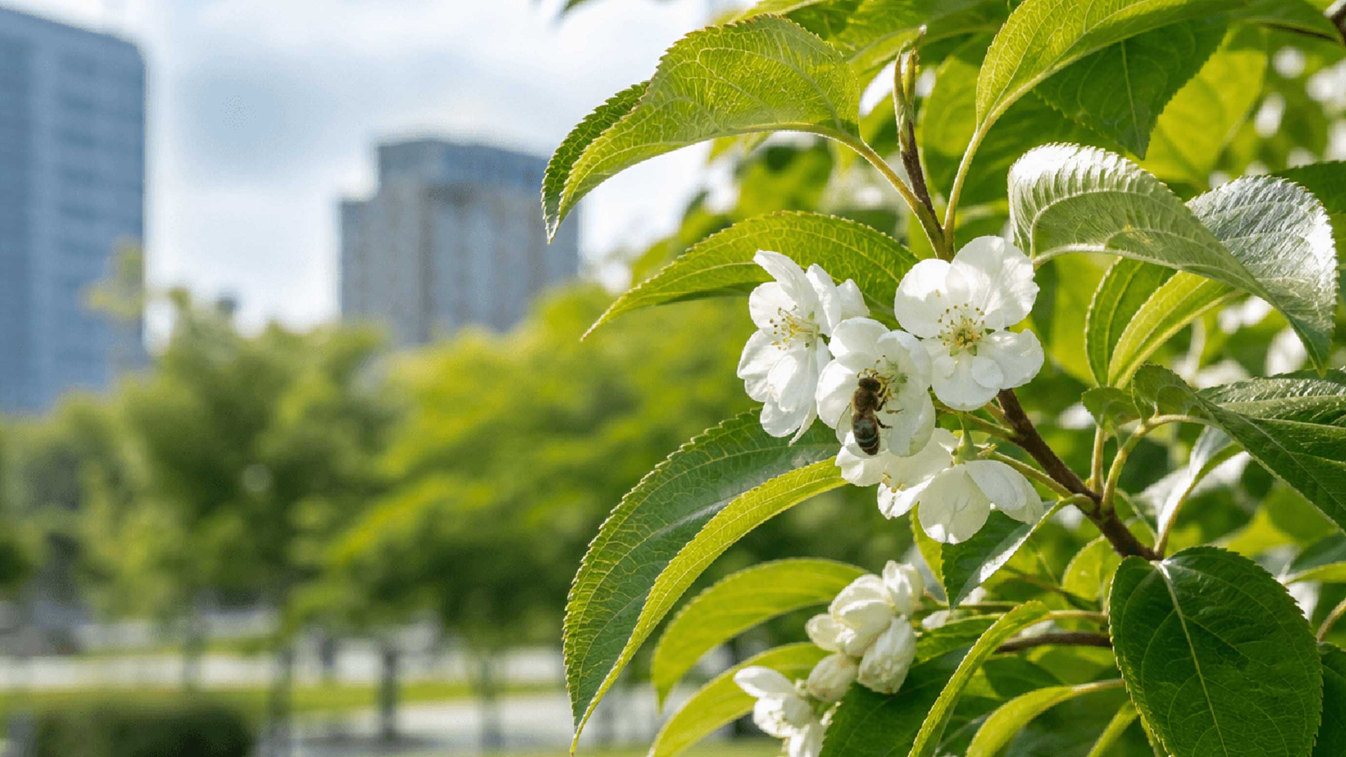 Flowering branch with a bee, city park blurred in the background