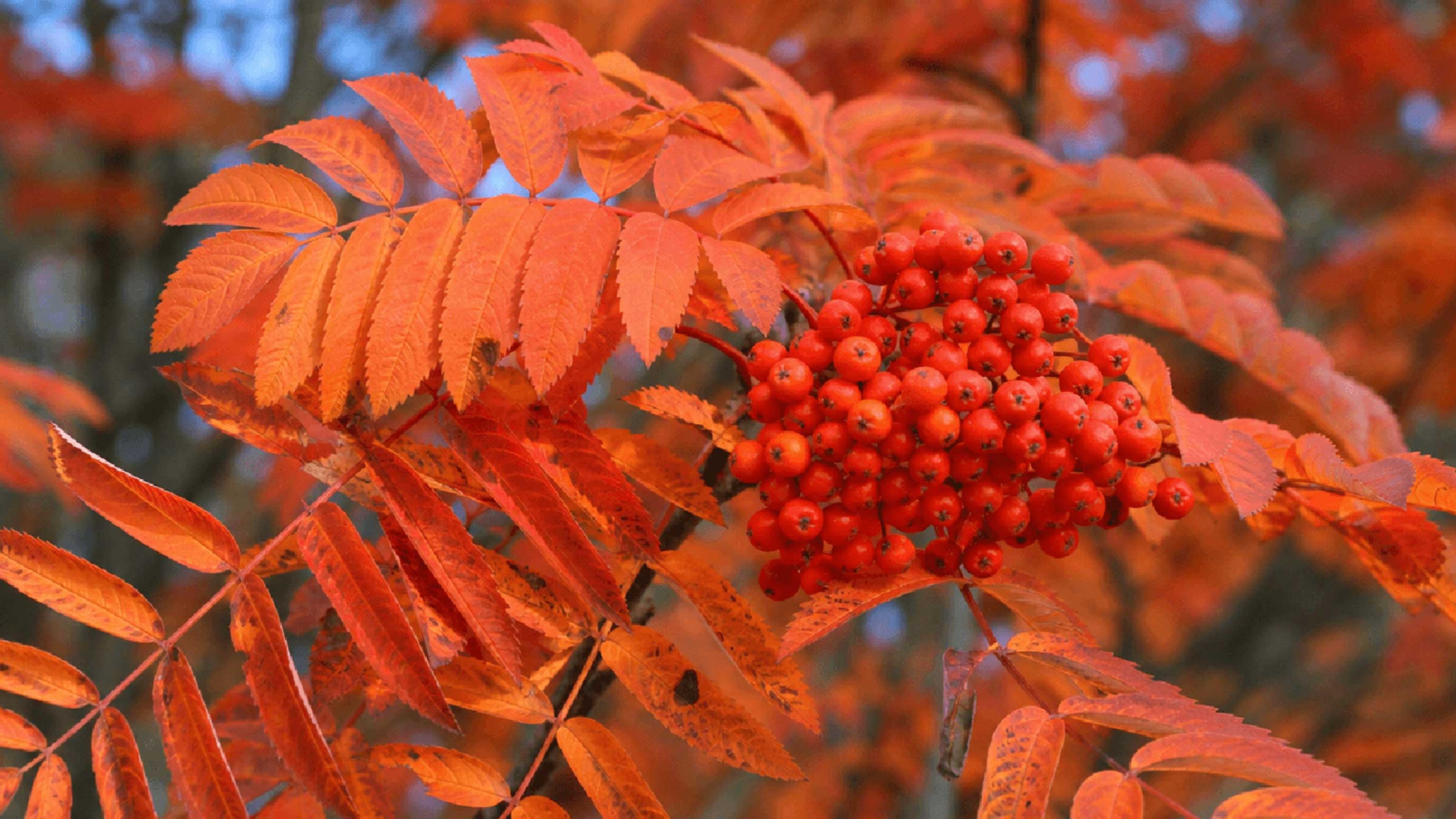 Autumn foliage and red berries on a branch, close-up