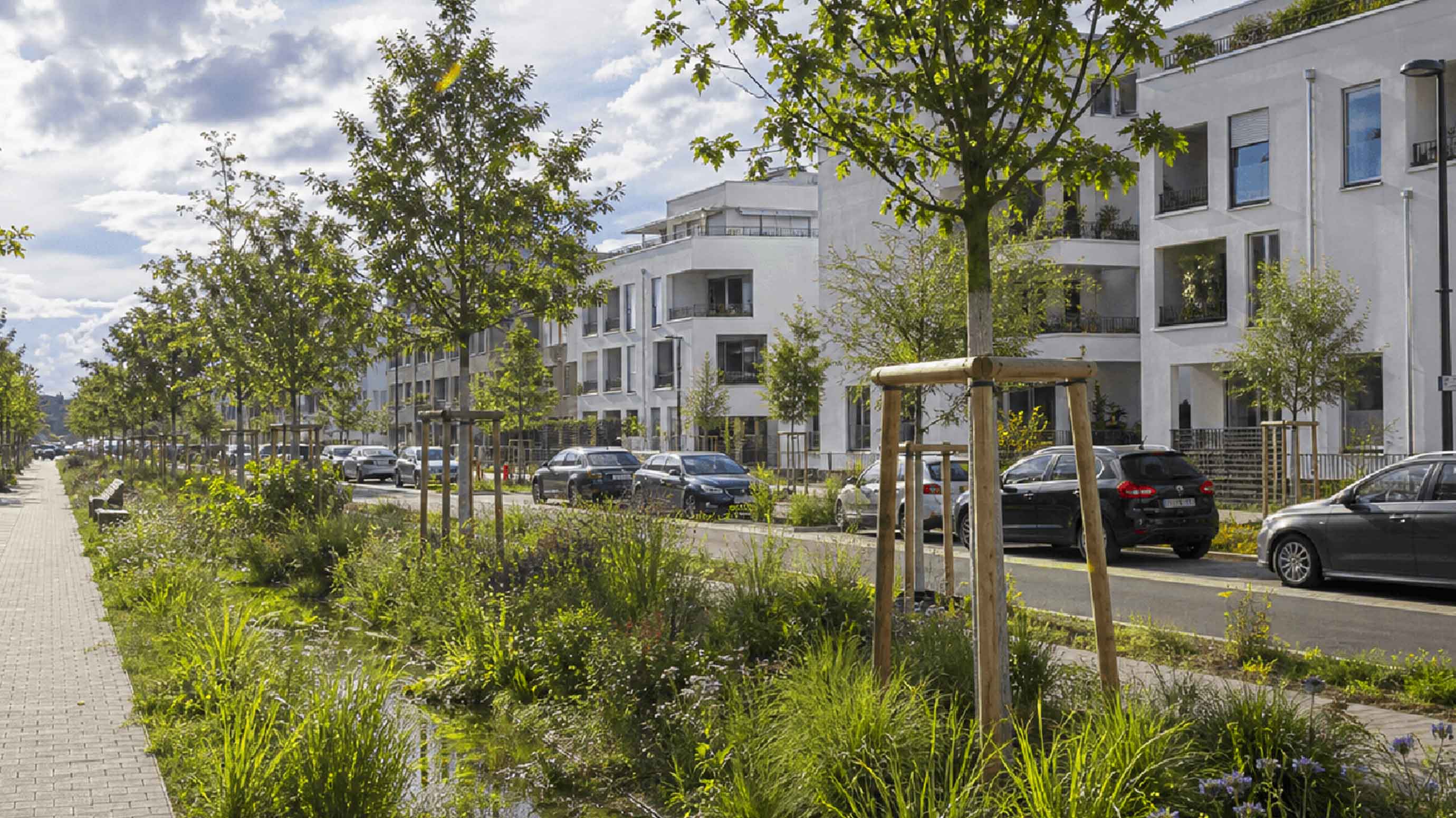 Green strip with young trees along a residential street