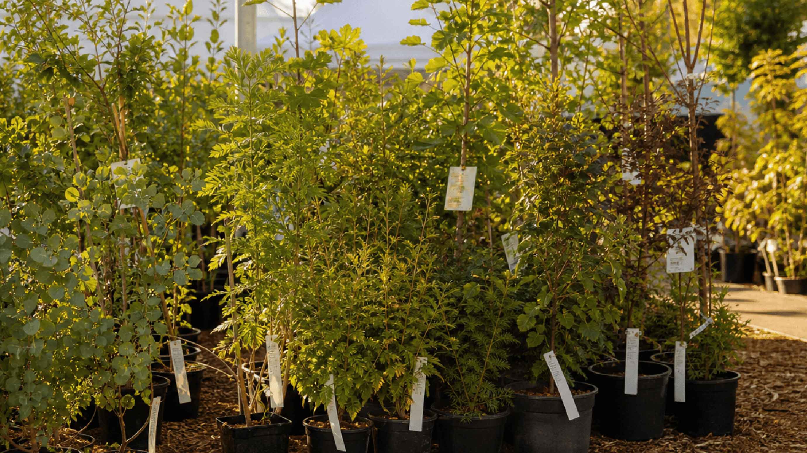 Tree nursery with young climate-resilient trees in pots, labels visible