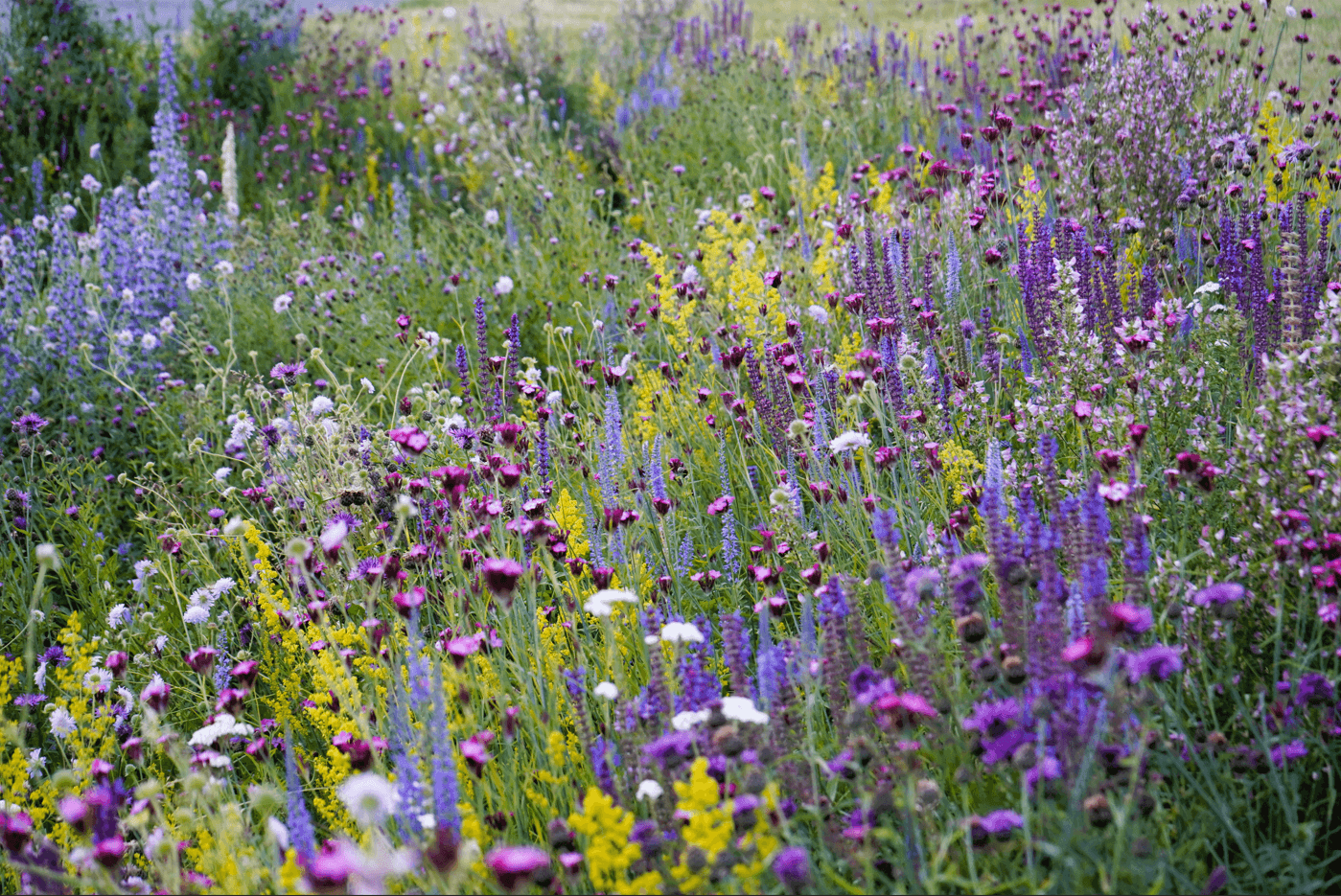 Pictorial Meadows