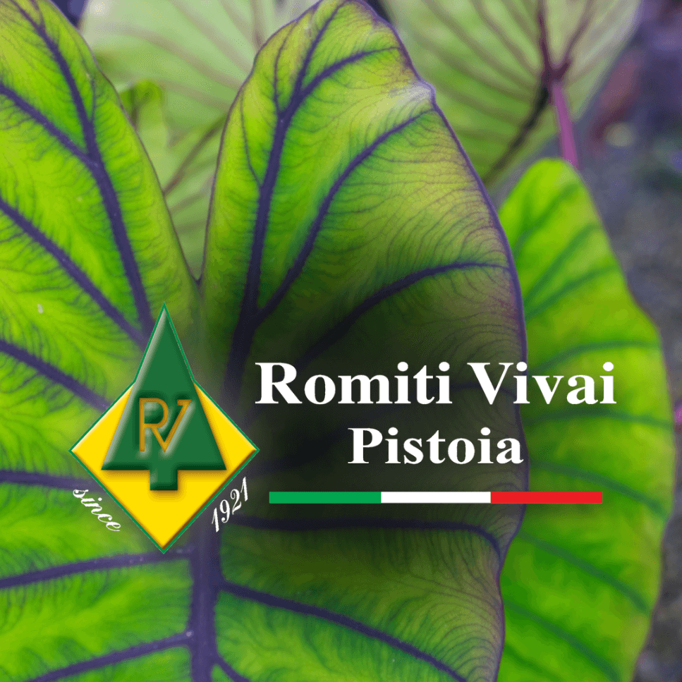 Romiti Vivai S.S. logo