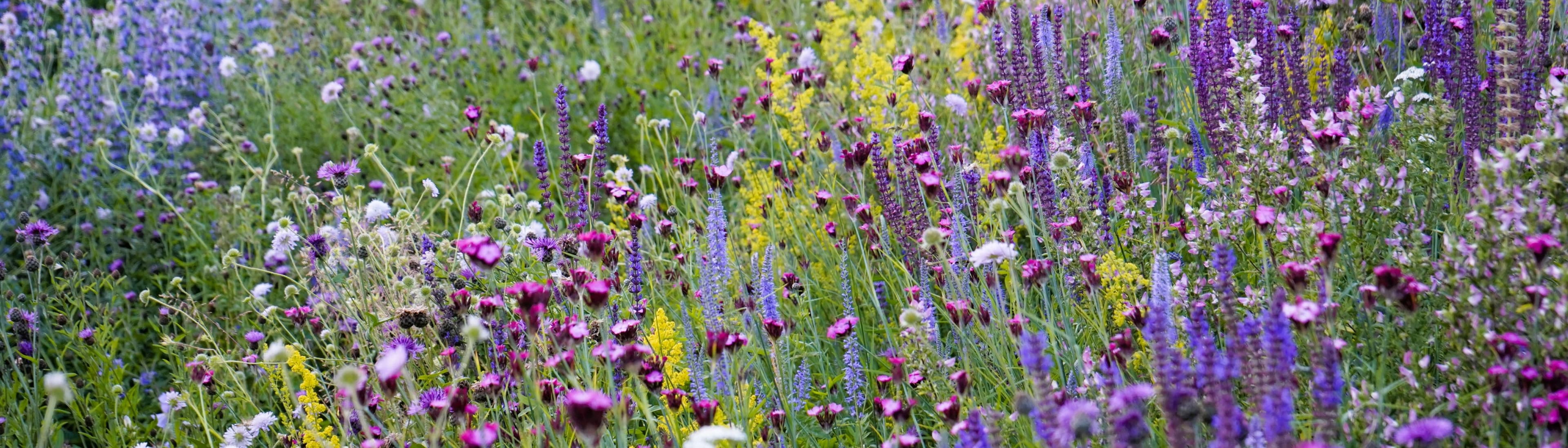 Pictorial Meadows