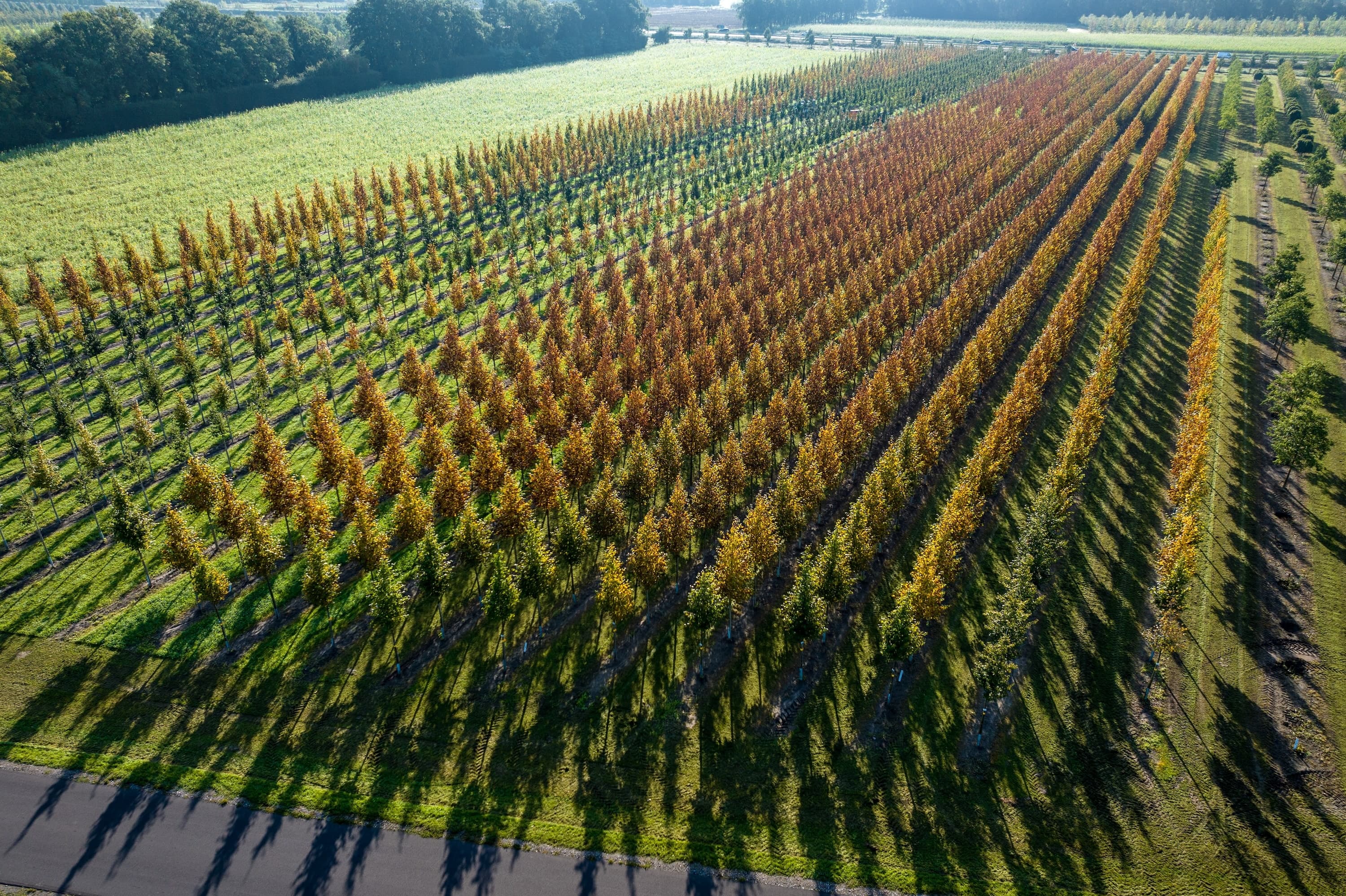 Baum & Bonheur -Baumschulen-
